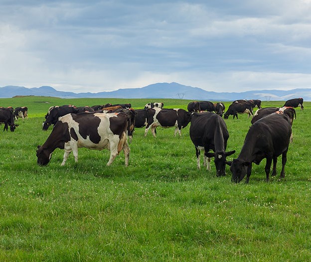 Herd of cows grazing in open field