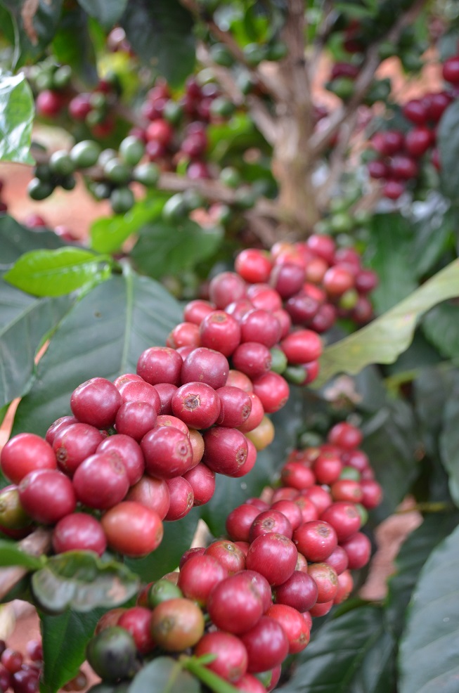 Close up shot red coffee beans located in Germany