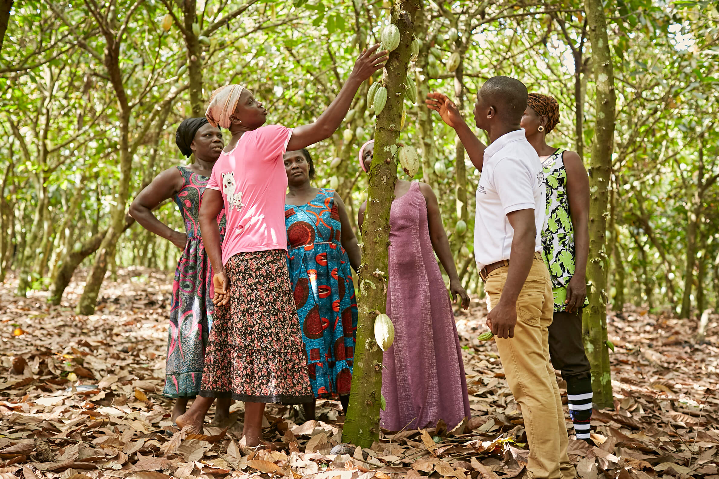 Ghanaian woman standing around a cacao tree inspecting cacao pods