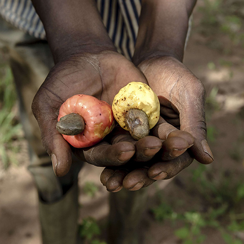 Hands of a man holding a cashew fruit plant