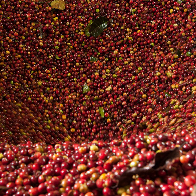 Close up shot red coffee beans being washed