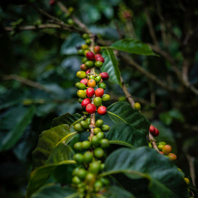 Close up shot of red and green coffee beans