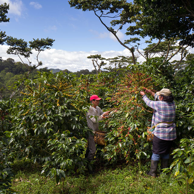 Two people picking red coffee beans from coffee bean plant