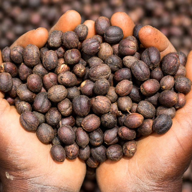 Hand holding raw coffee beans