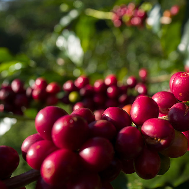 Close up shot red coffee beans located in Thailand