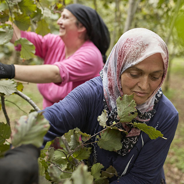 Woman wearing hijab harvesting crop in Turkey