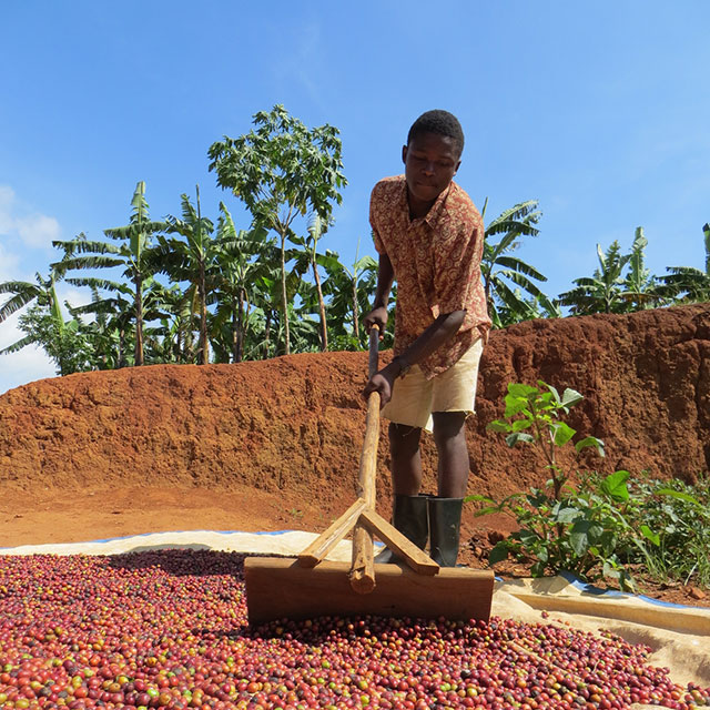 Ugandan boy sorting red coffee beans