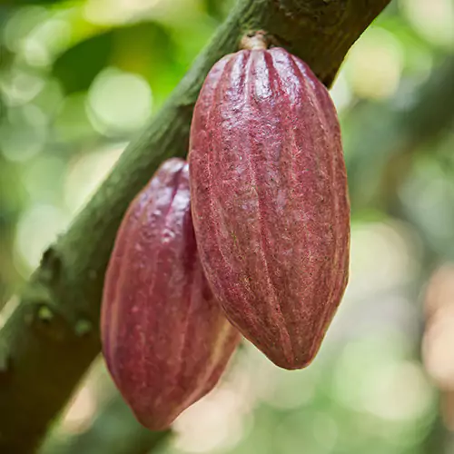 A cocoa fruit