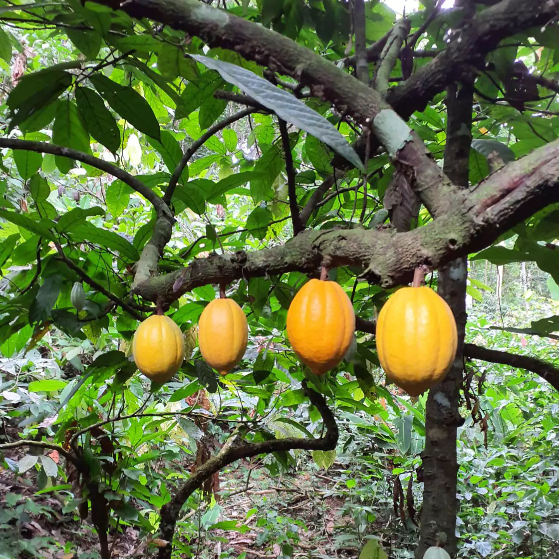 A cocoa plantation