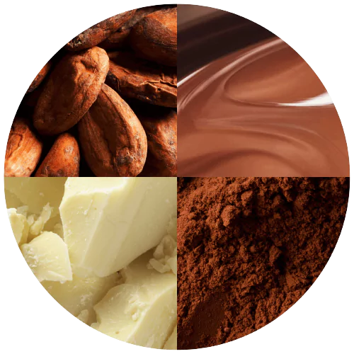 Close-up of cocoa beans, liquid, butter, and powder from a reliable supplier