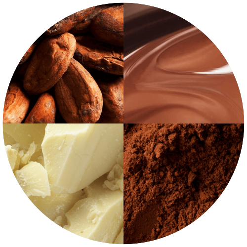 Close up shot of cocoa beans, cocoa liquid, white cocoa butter and cocoa powder
