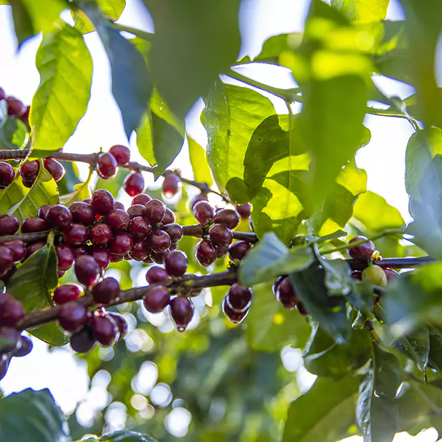 Close up shot of red coffee beans on tree branch