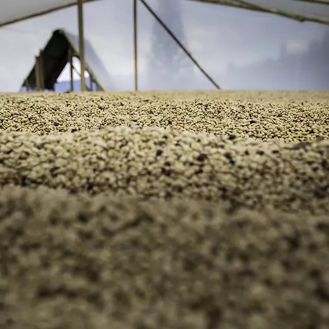 Ground coffee in Indonesia