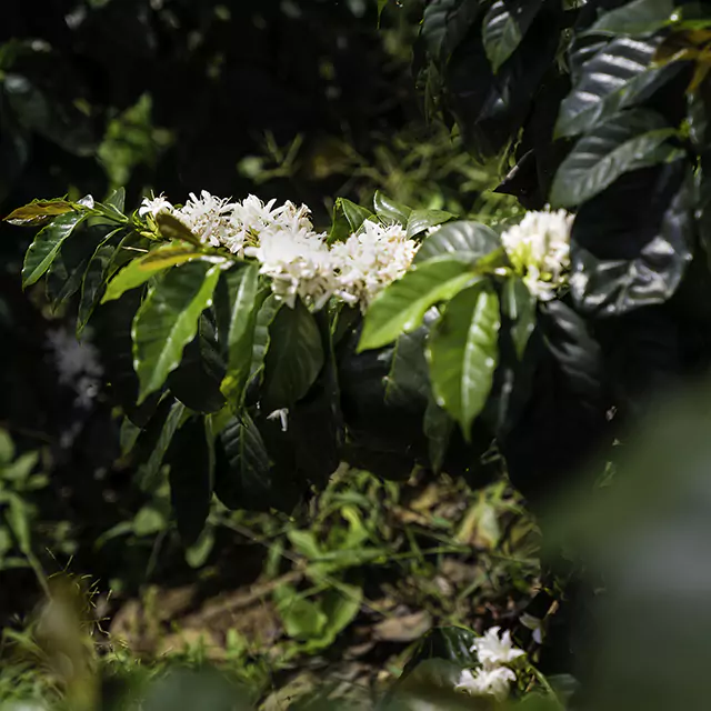 Close up shot of a coffee plan in Brazil