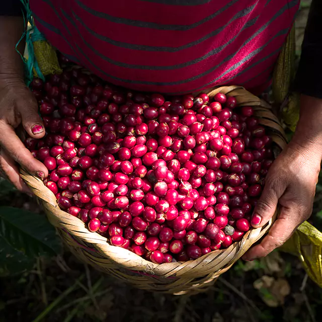 Pile of red coffee beans with sky background