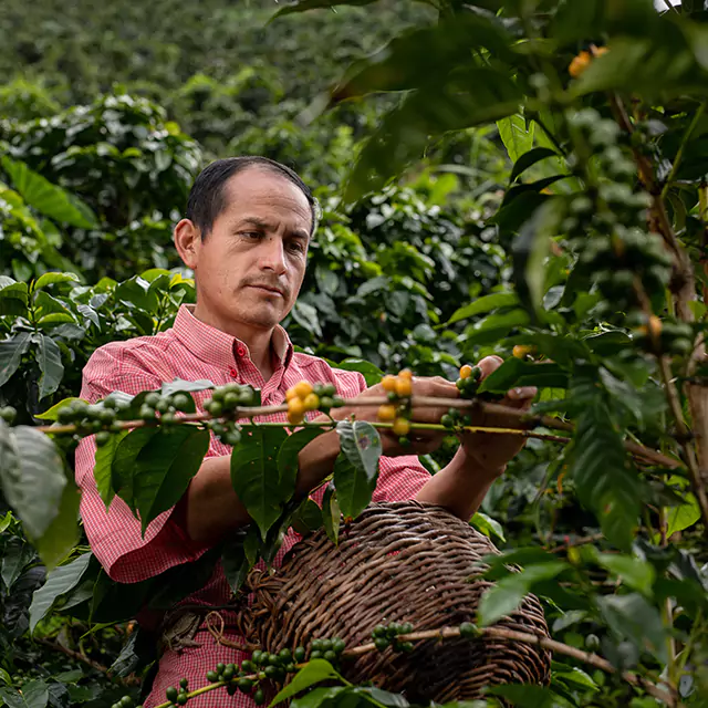 Man harvesting coffee beans in Peru