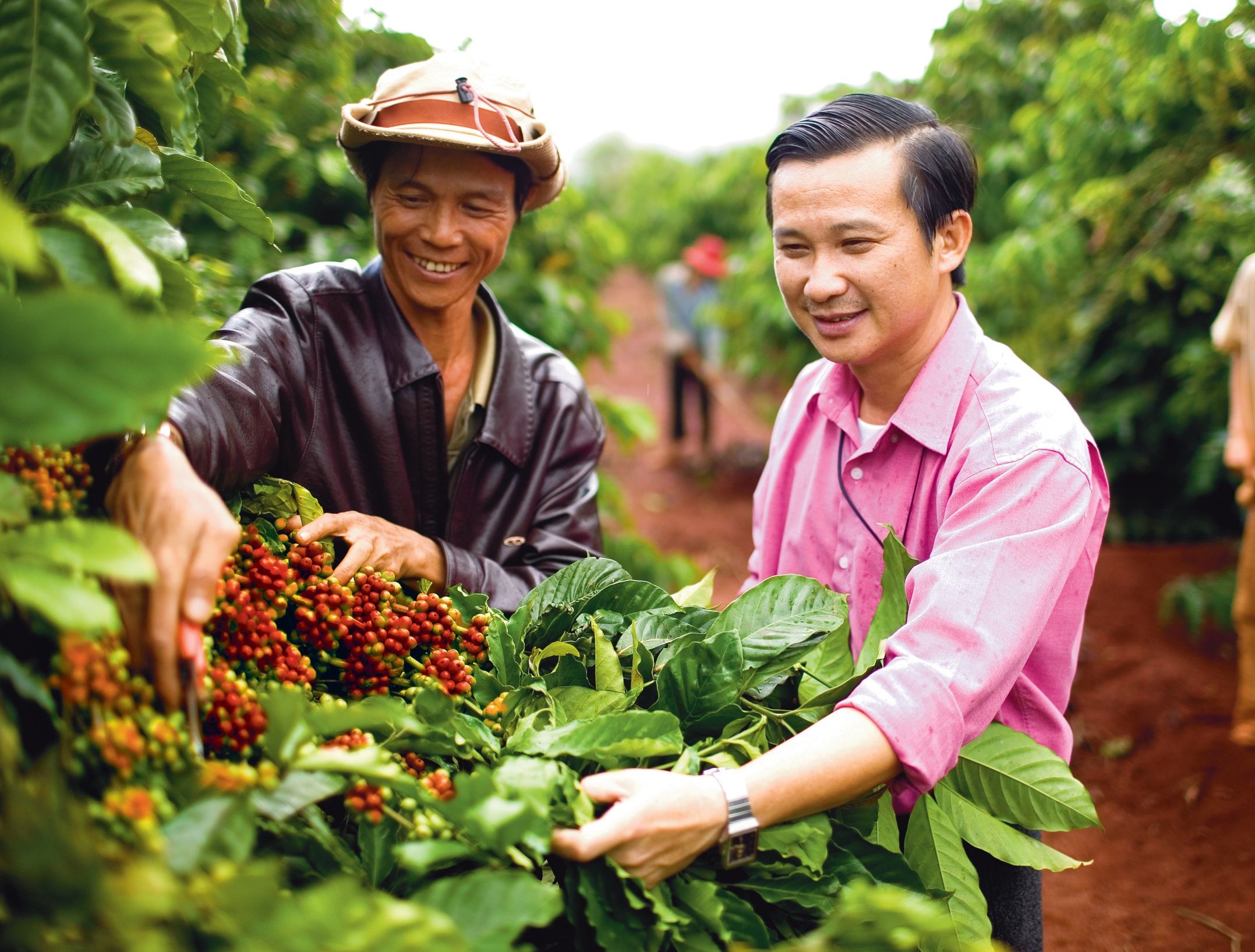 Vietnamese men harvesting coffee beans together