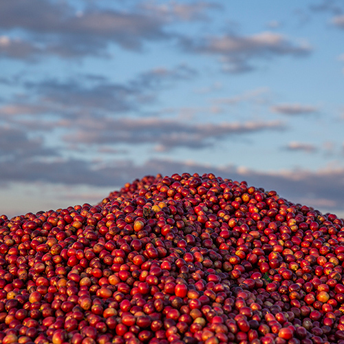 Pile of red coffee beans with sky background