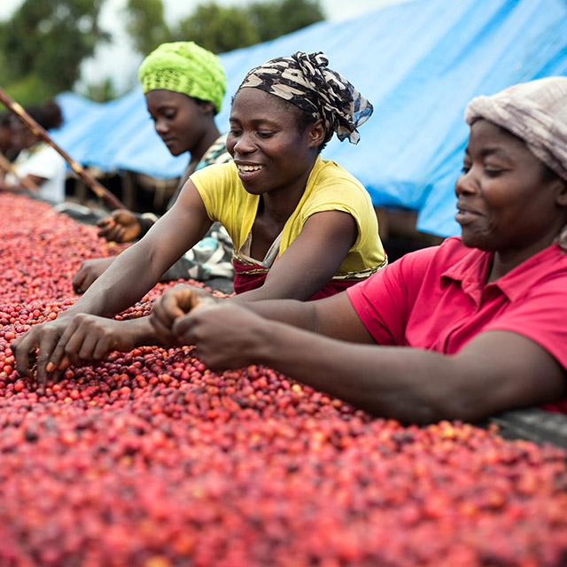 Three woman sorting red coffee beans