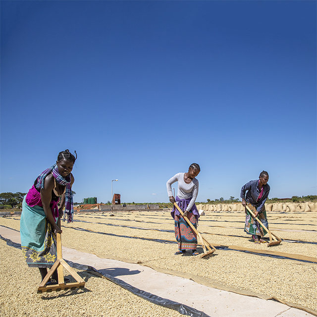 Female farm workers ploughing crop field