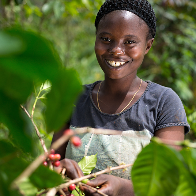 Smiling farm worker picking red coffee beans in the Republic of Congo