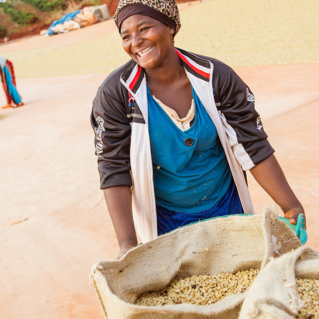 Smiling farm worker picking red coffee beans in Tanzania