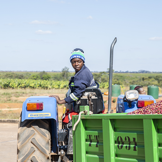 Female farm worker driving a tractor filled with red coffee beans