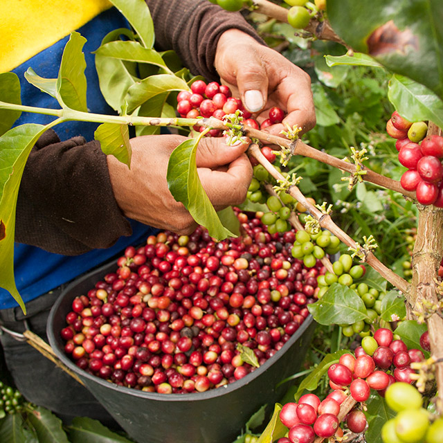 Worker picking red coffee beans from coffee plant
