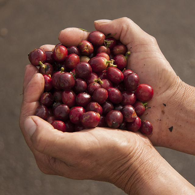 Hands holding red coffee beans