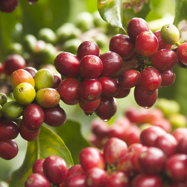 Close up shot red coffee beans in Vietnam