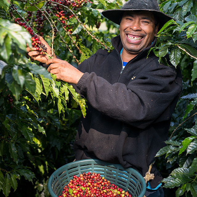 Smiling man harvesting red coffee beans in Guatemala