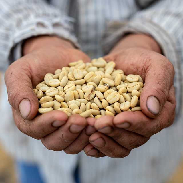 Hands holding raw coffee beans in Honduras