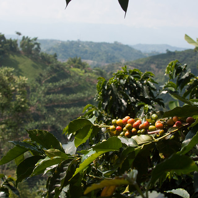 Landscape shot coffee beans plantation