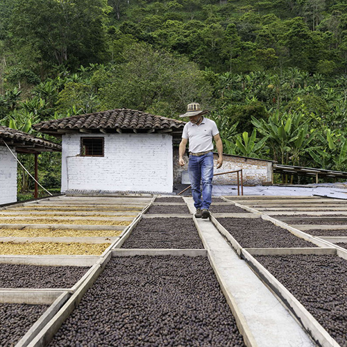 Worker walking around palettes filled with coffee beans