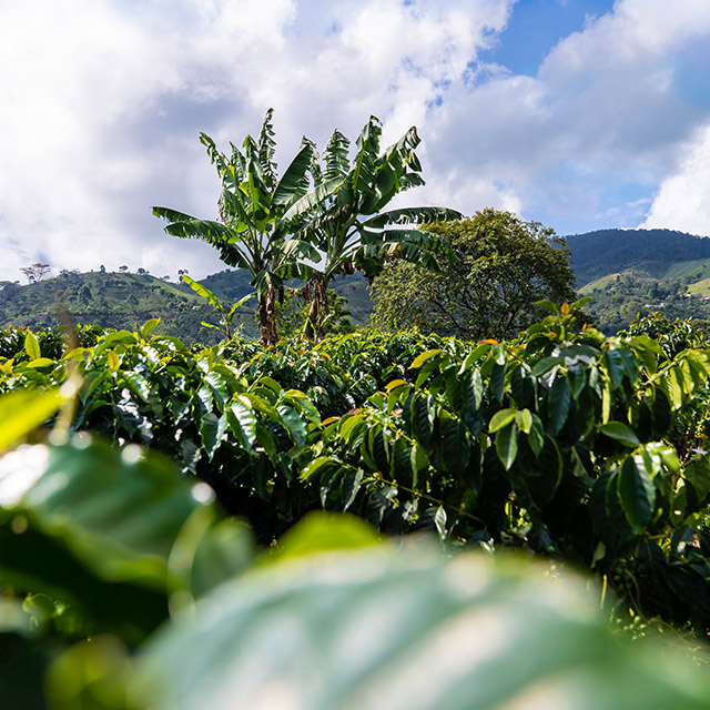 Landscape shot coffee plantation