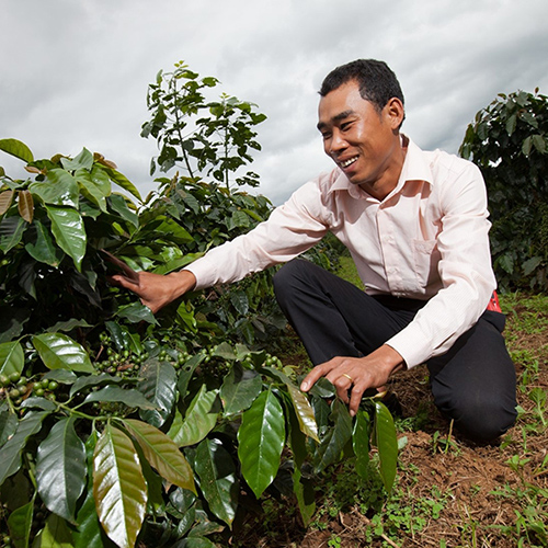 Man kneeling Infront of a coffee plant