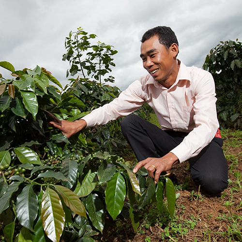 Man kneeling Infront of a coffee plant