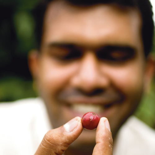 Close up shot of a man holding a single timor coffee bean