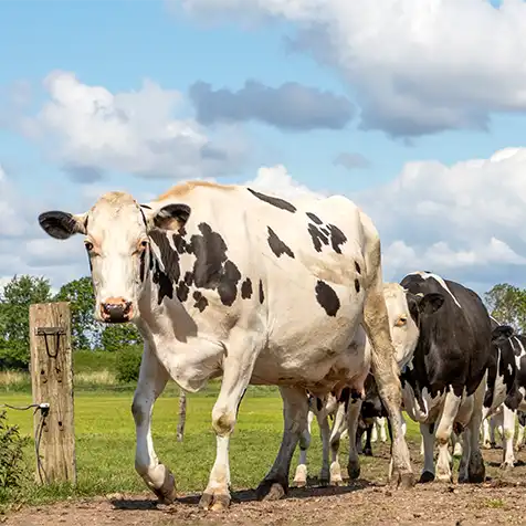 A picture of black and white cows