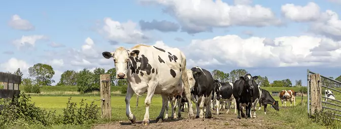 Dairy cows
