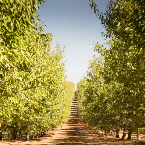 Almond trail