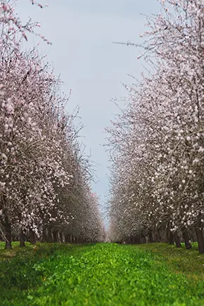 A green path between blooming trees