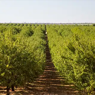 Rainforest Alliance Certification