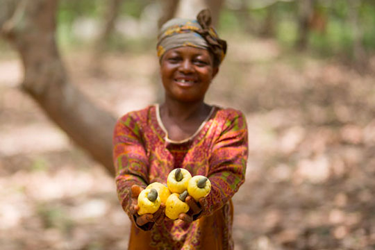 Female cashew farmer holding up cashew pods in the hands