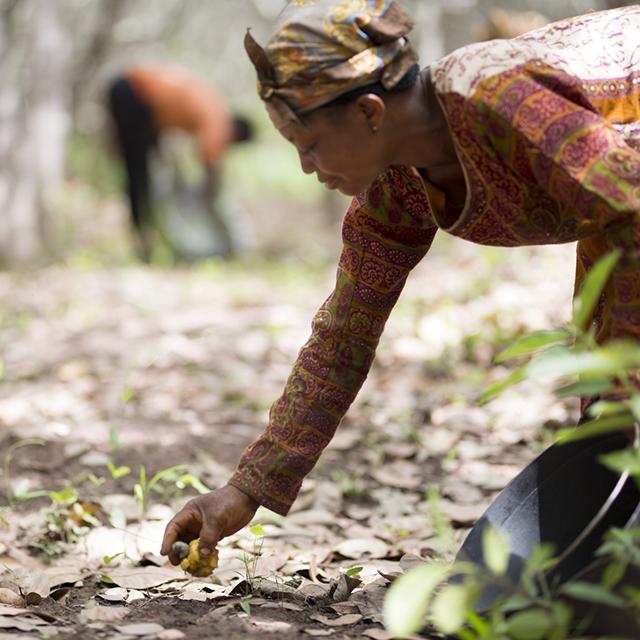 Female cashew farmer picking up fallen cashew pods