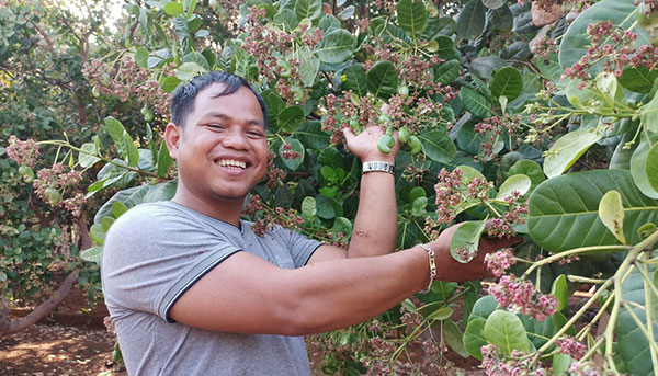 Smiling man holding unripe cashew nuts still hanging on the tree