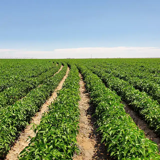 Landscape shot of green crops on a farm