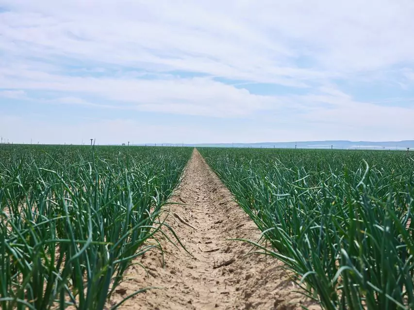 World-leading dried onion producer