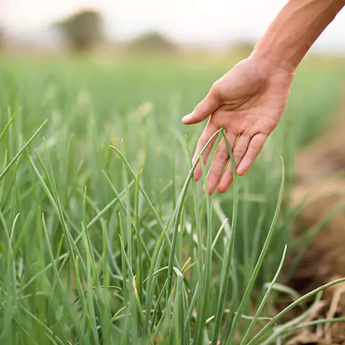 Hand brushing onion leaves