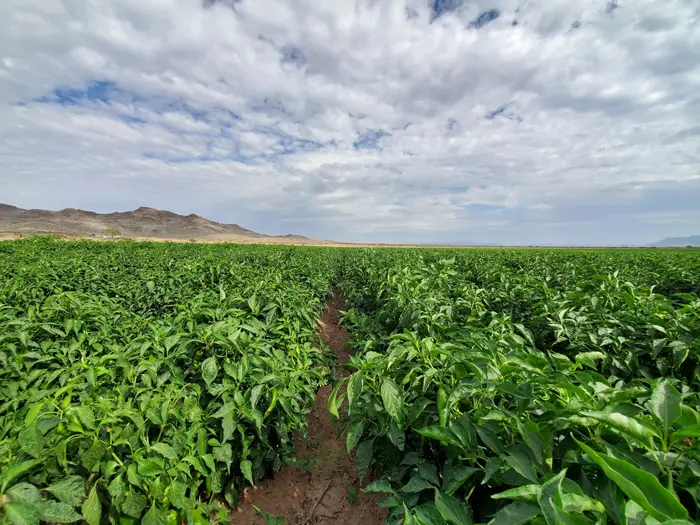 A big pepper field